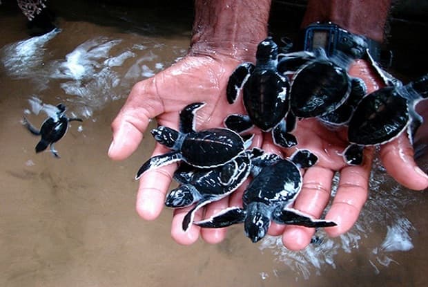Turtle Hatchery 3